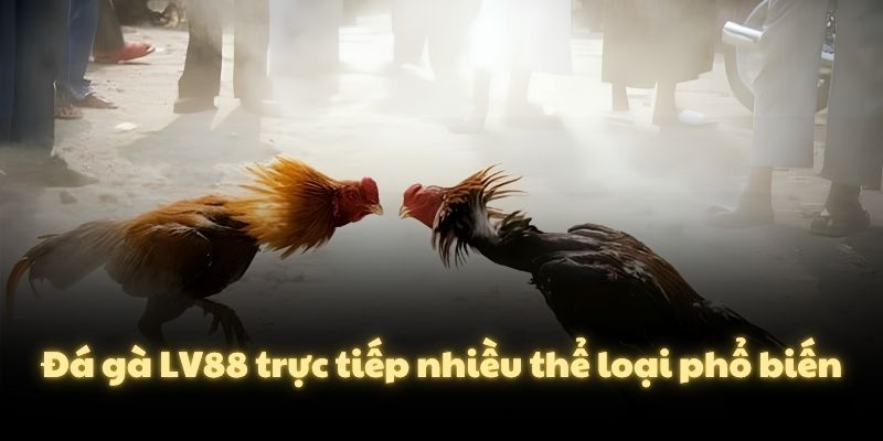 Đá gà LV88 trực tiếp nhiều thể loại phổ biến