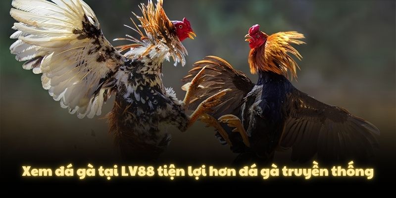 Xem đá gà tại LV88 tiện lợi hơn đá gà truyền thống