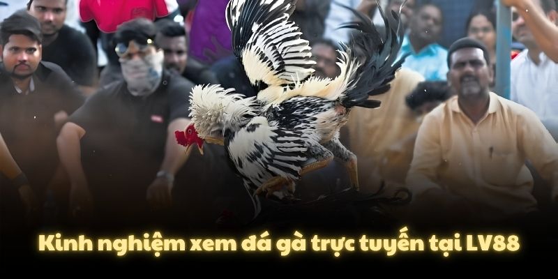 Kinh nghiệm xem đá gà trực tuyến tại LV88