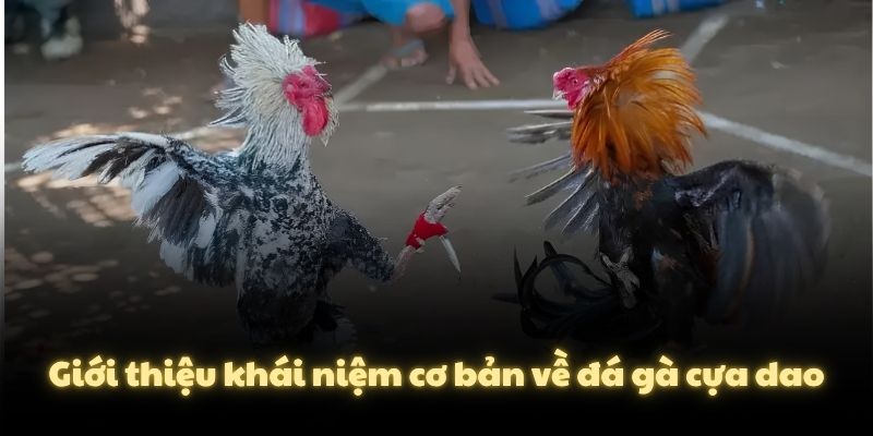 Giới thiệu khái niệm cơ bản về đá gà cựa dao