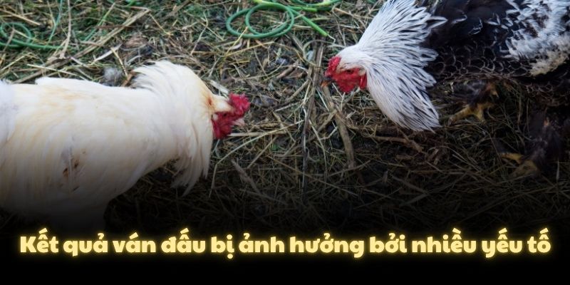 Kết quả ván đấu bị ảnh hưởng bởi nhiều yếu tố