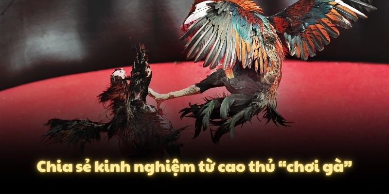 Chia sẻ kinh nghiệm từ cao thủ “chơi gà”