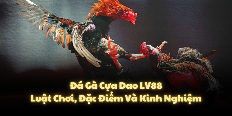 Đá Gà Cựa Dao LV88 - Luật Chơi, Đặc Điểm Và Kinh Nghiệm
