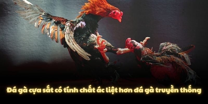 Đá gà cựa sắt có tính chất ác liệt hơn đá gà truyền thống