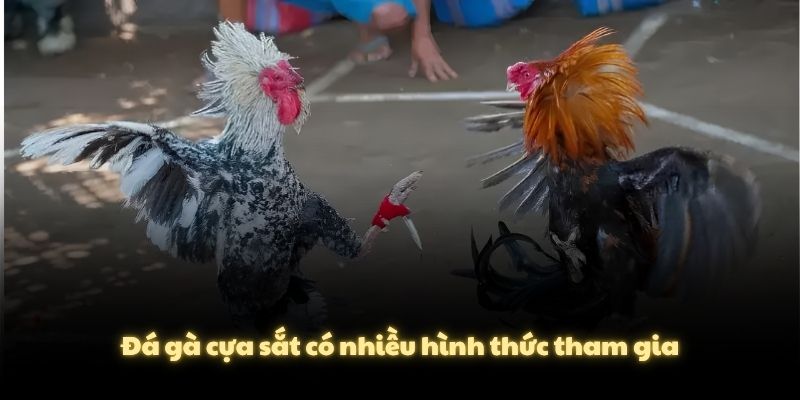 Đá gà cựa sắt có nhiều hình thức tham gia