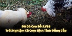 Đá Gà Cựa Sắt LV88 - Trải Nghiệm Cá Cược Kịch Tính Đẳng Cấp