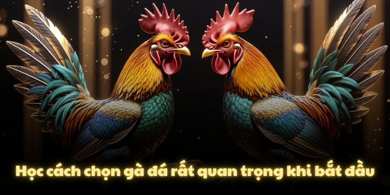 Học cách chọn gà đá rất quan trọng khi bắt đầu