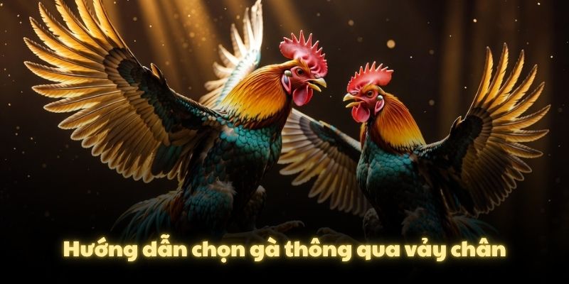 Hướng dẫn chọn gà thông qua vảy chân