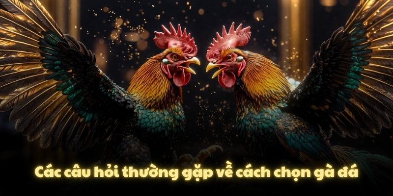 Các câu hỏi thường gặp về cách chọn gà đá